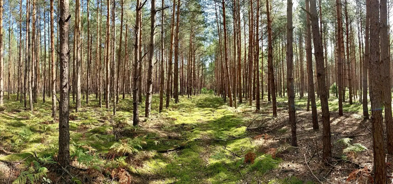 Szeroka panorama lasu sosnowego: proste pnie i zielone korony w słońcu