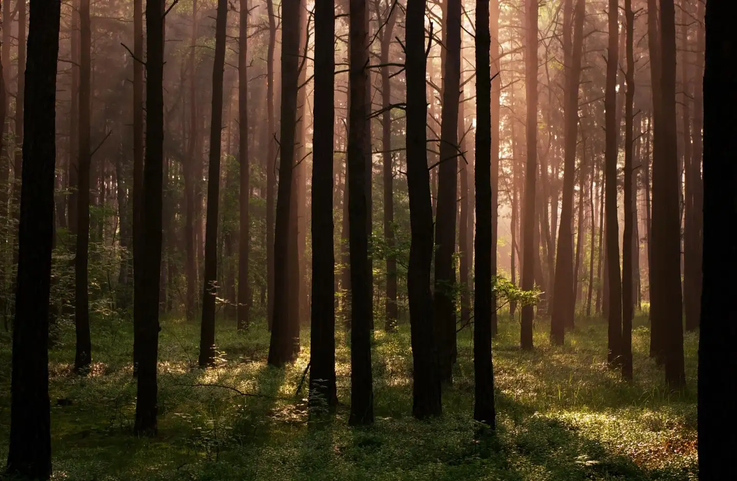 Bór sosnowy w niskim słońcu, światło na runie