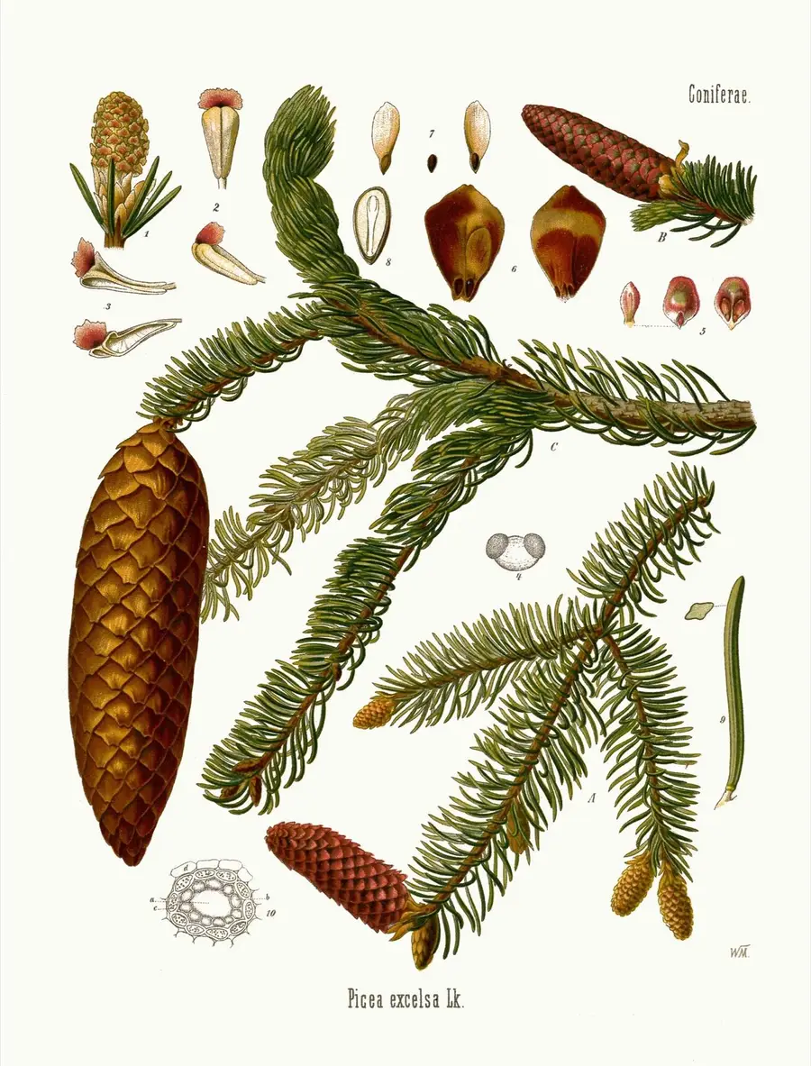 Rycina botaniczna świerka pospolitego